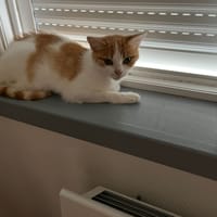 LISA, chatte à adopter