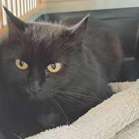 PANTHERE QCT (réservée), chatte à adopter