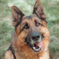 NERO, chien à adopter