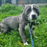 MATTY, chien à adopter