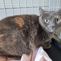 Gribouille, chatte à adopter