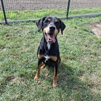 DJINKO, chien à adopter