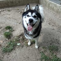 NOX, chien à adopter