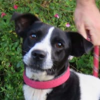 LOOPING, chien à adopter