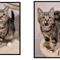 EROS (Réservé), chat à adopter