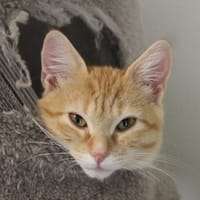 DIEGO, chat à adopter