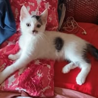 BARLEY, chat à adopter