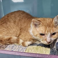 AROS, chat à adopter