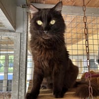 FANTOME QCT, chat à adopter