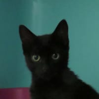 Visio, chat à adopter