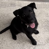TAMA, chien à adopter