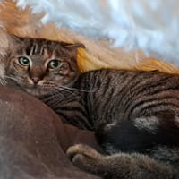 LIZBETH QCT, chatte à adopter