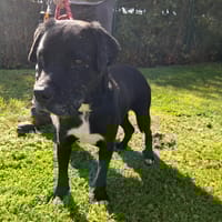 Orus, chien à adopter