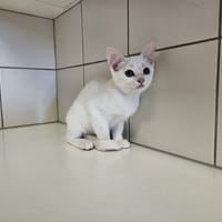 ANATOLA, chatte à adopter