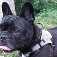 Mili, chienne à adopter