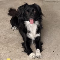 BAYOU, chien à adopter