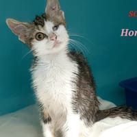 Honey, chatte à adopter