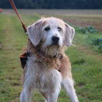 YAKARI HAA24637, chien à adopter