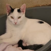 ZIGGY, chat à adopter
