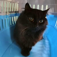NEPAL QCT, chatte à adopter