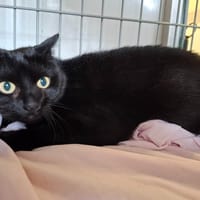 Baghera, chatte à adopter