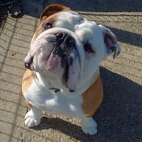 MUC'H QCN (réservé), chien à adopter