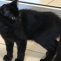 HOCUS, chat à adopter