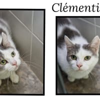 CLEMENTINE, chatte à adopter
