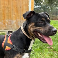 SHAKIRA, chienne à adopter
