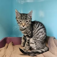 Shepard, chatte à adopter