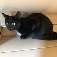 SORTILEGE, chat à adopter