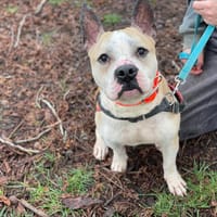 RUBEN, chien à adopter