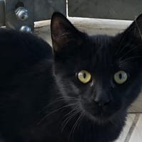SALEM, chat à adopter