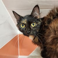SALAMECHE, chatte à adopter