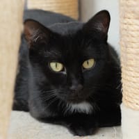 Nina PAB27444, chatte à adopter