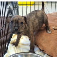 Salto, chien à adopter