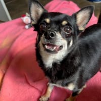 TITO, chien à adopter