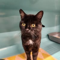 NOSMO, chat à adopter
