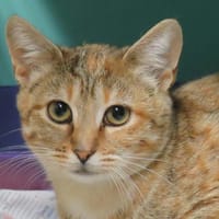 Tiana, chatte à adopter