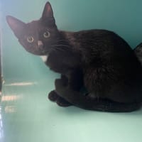 FOLK, chat à adopter