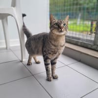 WINSLOW, chat à adopter