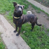 KOVOU, chien à adopter