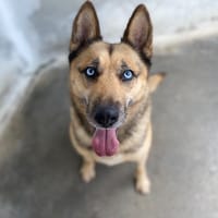 PIRANIA, chienne à adopter