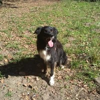 Raven, chien à adopter
