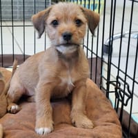 Didou, chien à adopter
