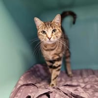 VIVIANE, chatte à adopter