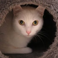 Ariel, chatte à adopter