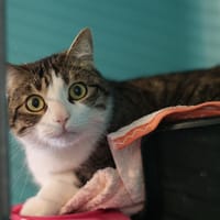 KIPI CHA15126, chat à adopter