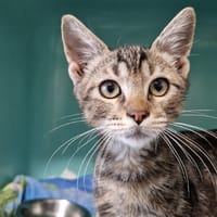 Karoo (En cours d'adoption), chat à adopter