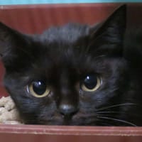 BISCOTTE, chatte à adopter